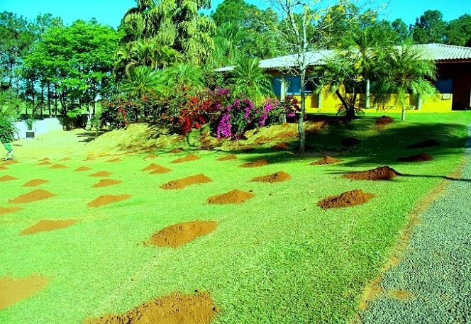 tipos de grama natural para jardim
