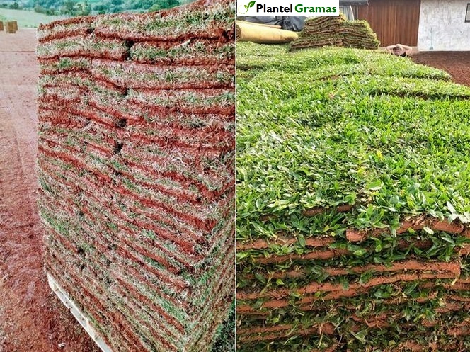 Fotos tipos de grama tipos de grama natural para campo de futebol