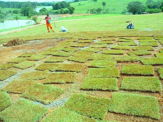 tipos de grama para campo de futebol