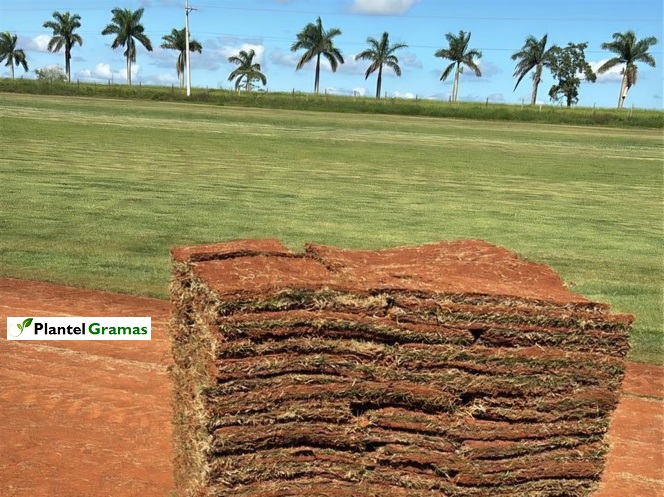 Fotos tipos de grama tipos de grama para campo de futebol