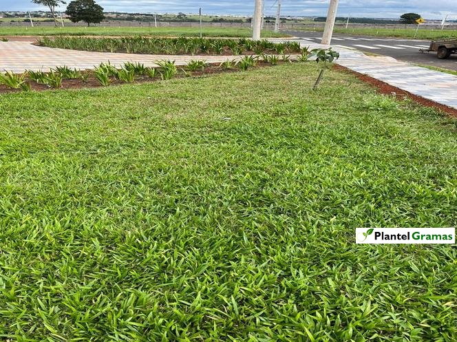 Fotos tipos de grama tipos de grama para jardinagem
