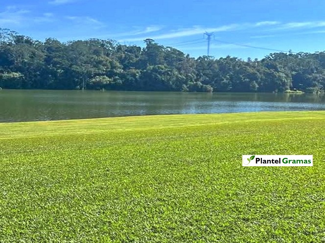 Fotos tipos de grama tipos de grama para jardim pequeno