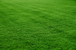 Grama esmeralda preço para São José do Rio Preto SP