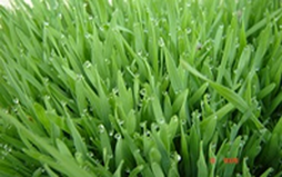 Grama esmeralda preço m2 Rio de Janeiro RJ